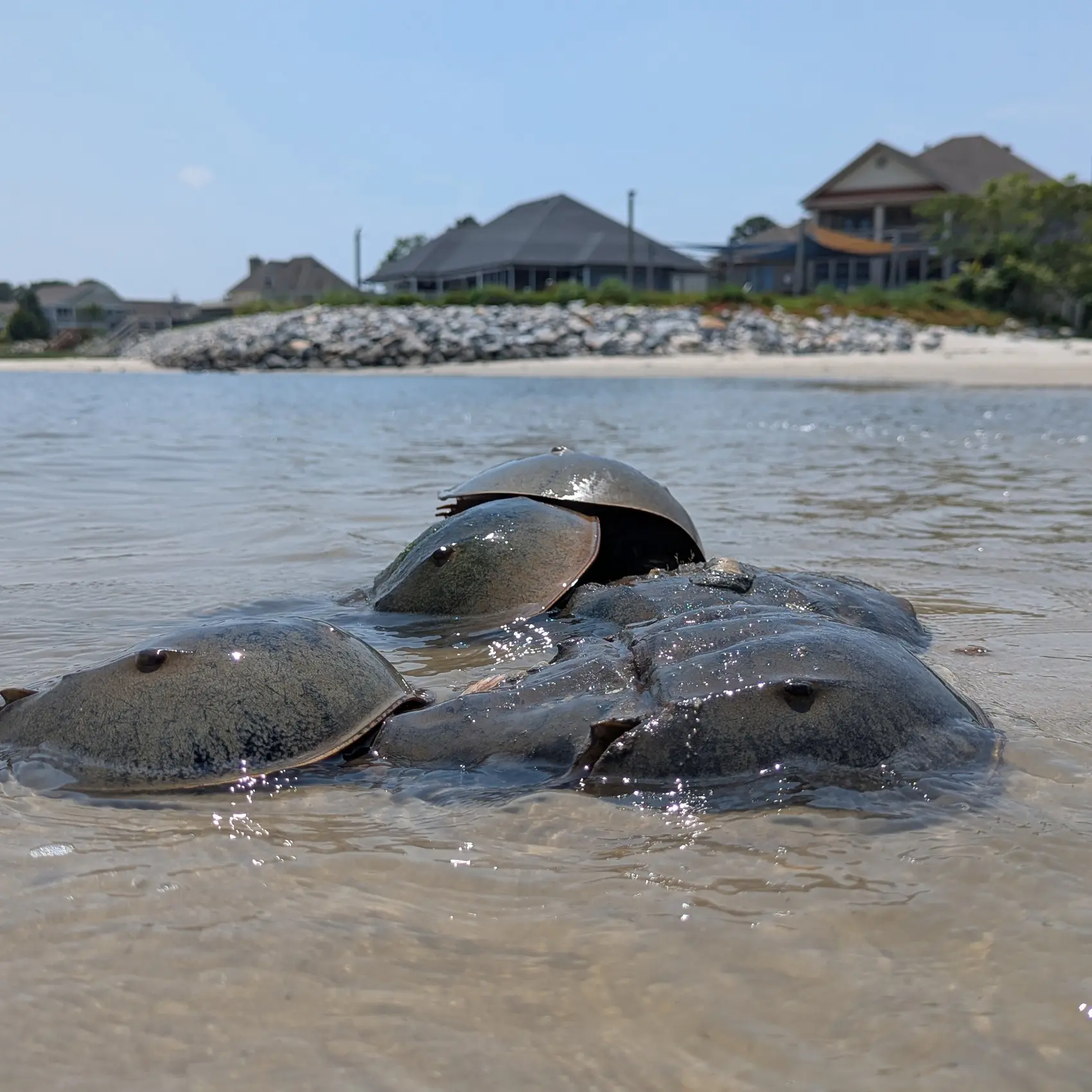 Horseshoe Crabs Close-up in Spring 2025